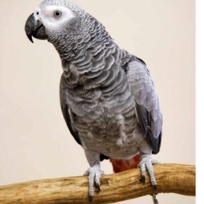 African Grey Congo