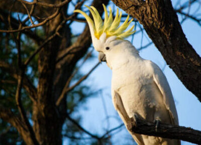 Sulphur Crested Cockatoo