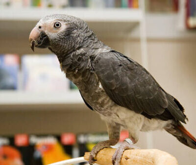 Timneh African Grey Parrot