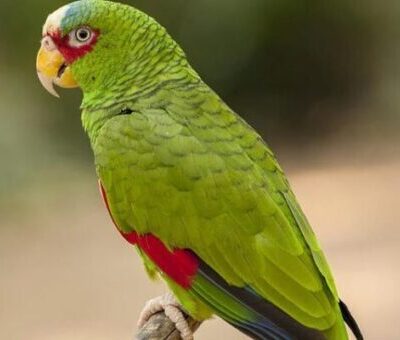 White Fronted Amazon