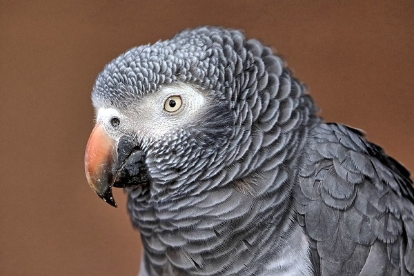 Home 45359281321 84fe8212b4 c