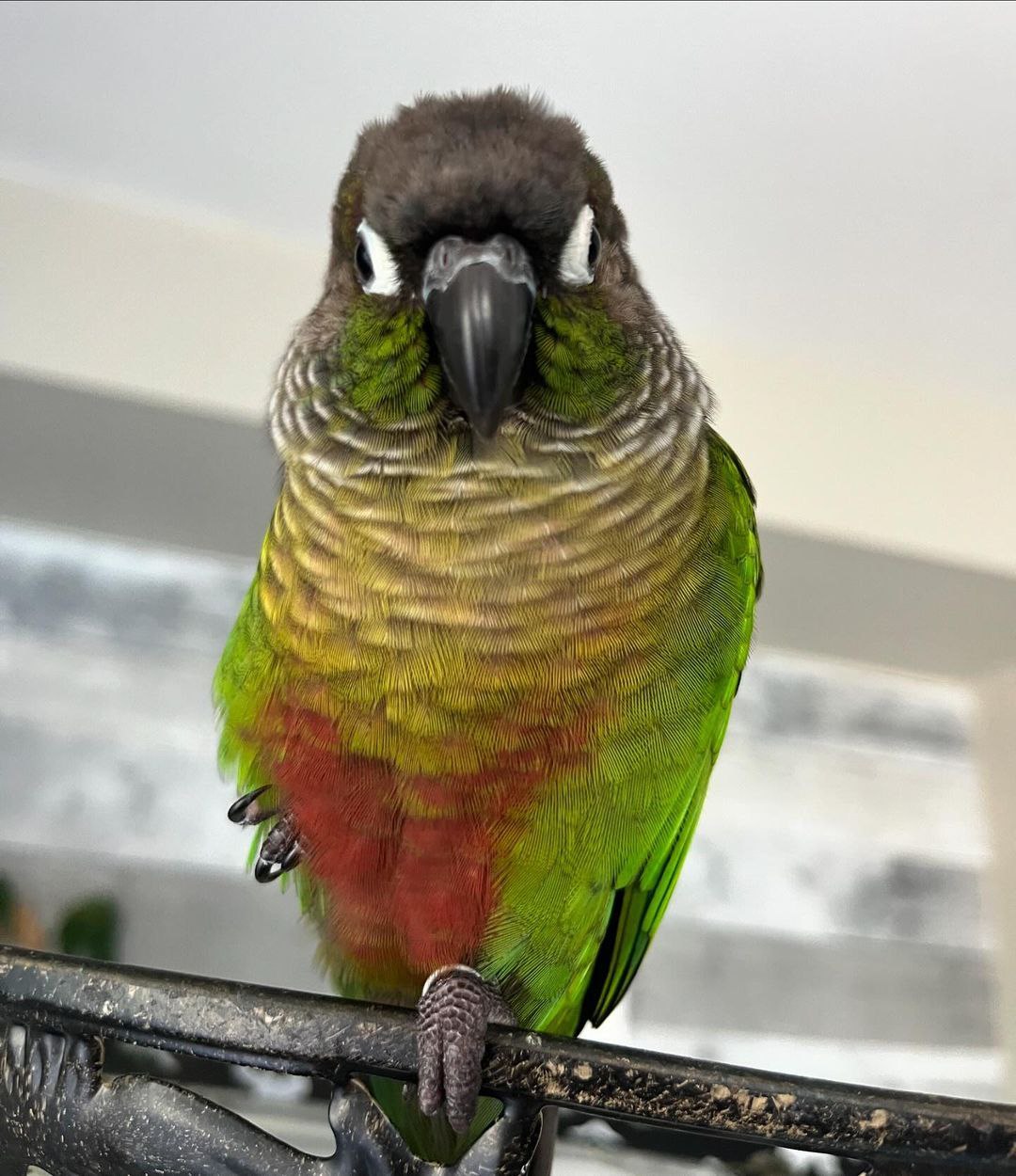 IMG_5509 Brown Throated Conure - Image 3