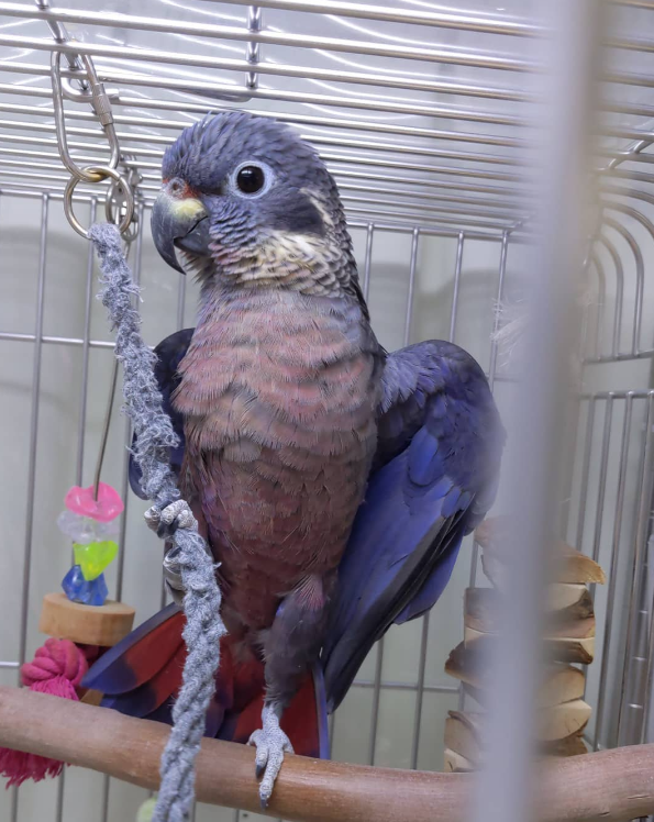 IMG_5513 Dusky Pionus