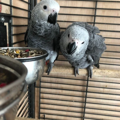 Congo African Gray Parrot