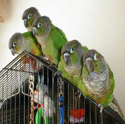 Green Cheek Conure Parrot