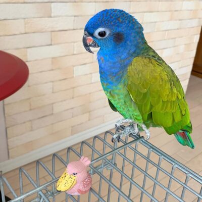 Blue-Headed Pionus Parrot