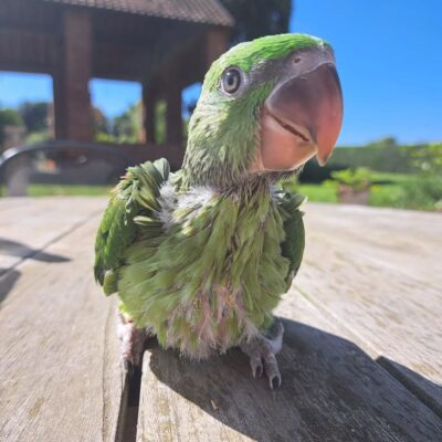 Alexandrine Parakeet