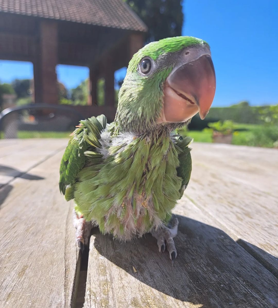 IMG_5521 Alexandrine Parakeet