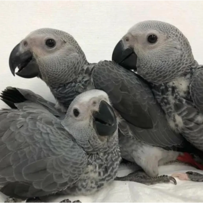 African Grey Parrots