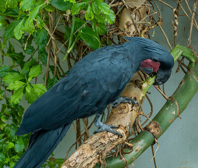 Black Palm Cockatoo