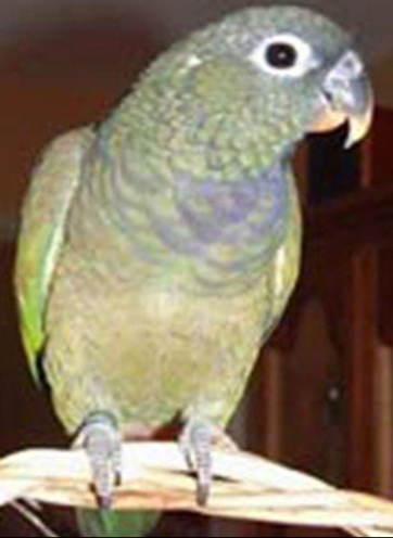 IMG_5526 Maximilian Pionus