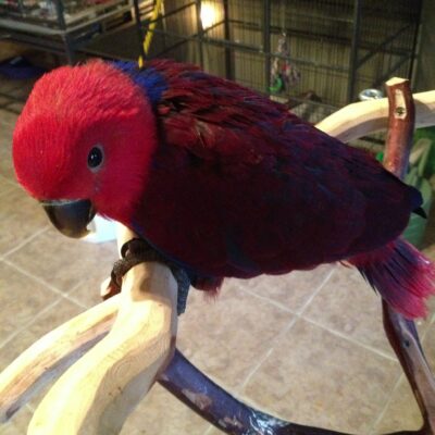 Red-Sided Eclectus Parrot