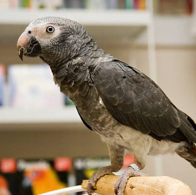 Timneh African Grey