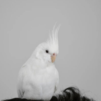 Baby Handfed) Albino Cockatoo
