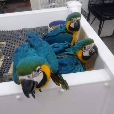 blue and gold macaw