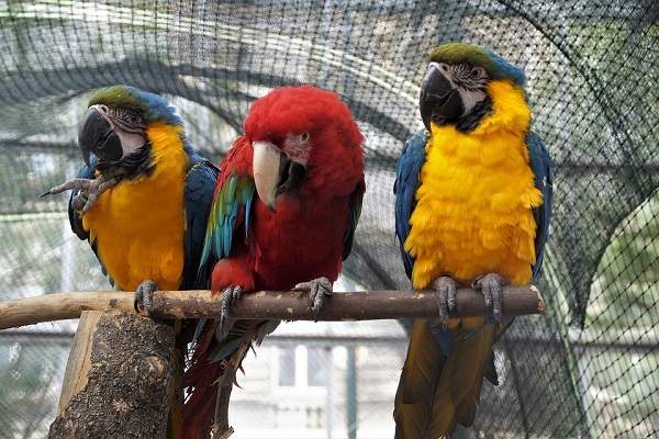 Home blue yellow macaw 2