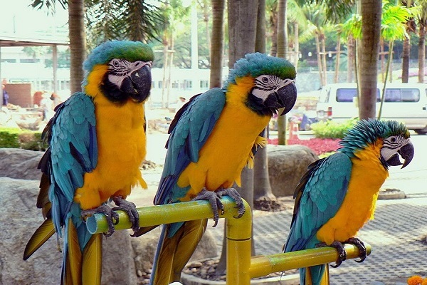 Home parrots
