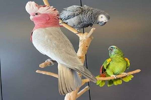 Home parrots2